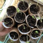 toilet paper roll seed starters